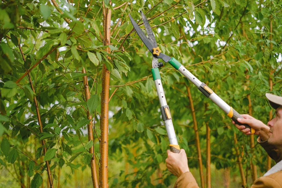 Tree trimming work